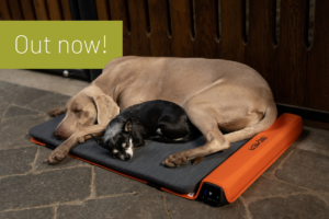 Bemer - therapie 23 Hero Teaser Dog 2026 08